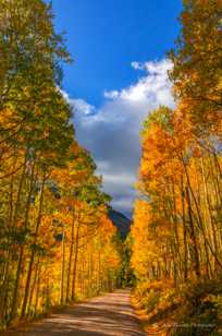 Ohio Pass road through the Aspens -2078 Ohio Pass road through the Aspens -2078
